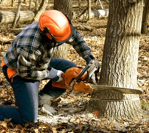 Tree Removal in Samoa, CA